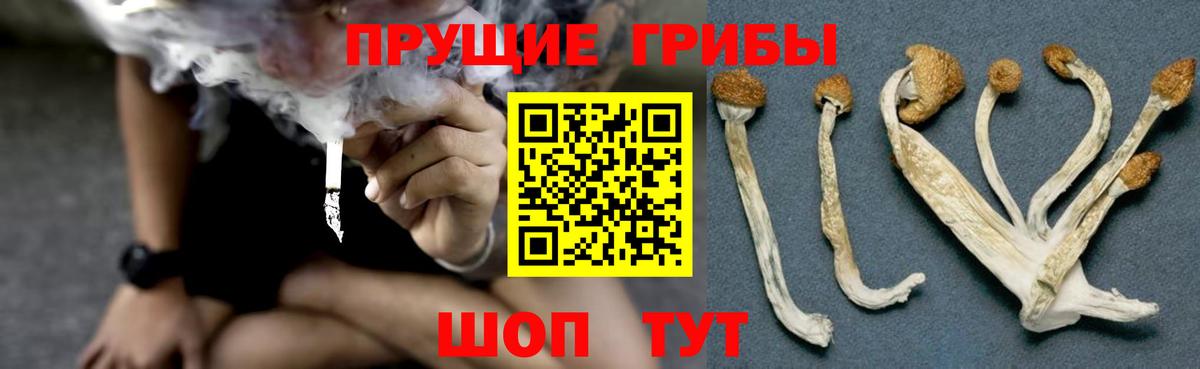 Миллерово  Псилоцибиновые грибы MAGIC MUSHROOMS  Вход с VPN 